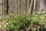 Carex digitata. Цветущее растение в широколиственном лесу. Санкт-Петербург, Дудергофские высоты. 03.05.2010.