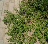 Potentilla supina