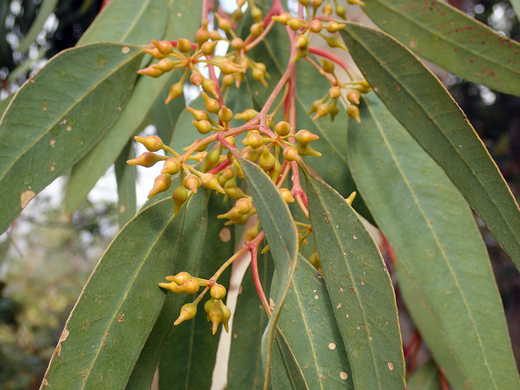Изображение особи Eucalyptus camaldulensis.
