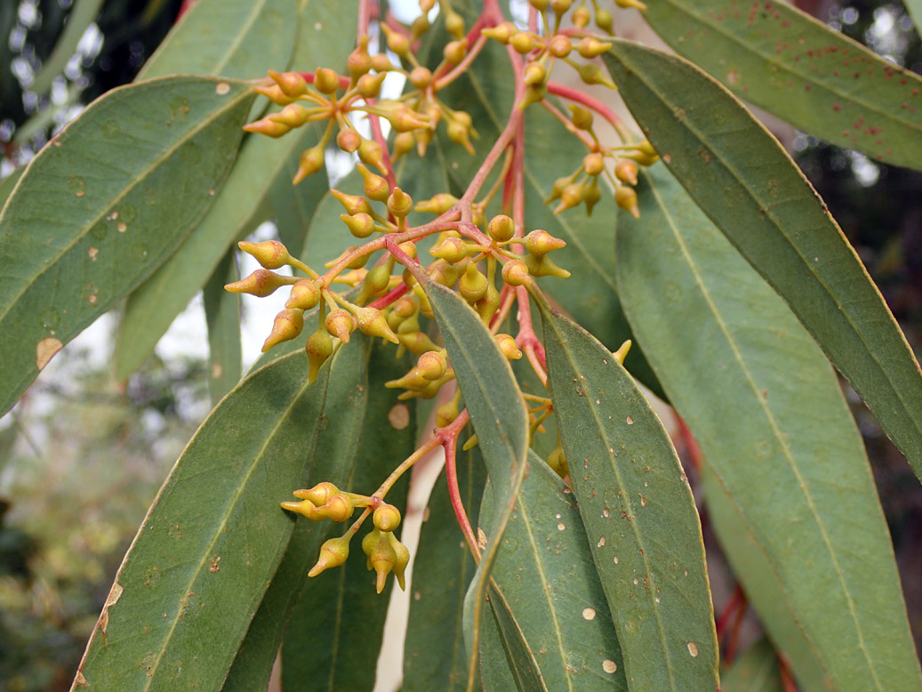 Image of Eucalyptus camaldulensis specimen.