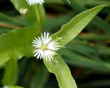 Fimbripetalum radians