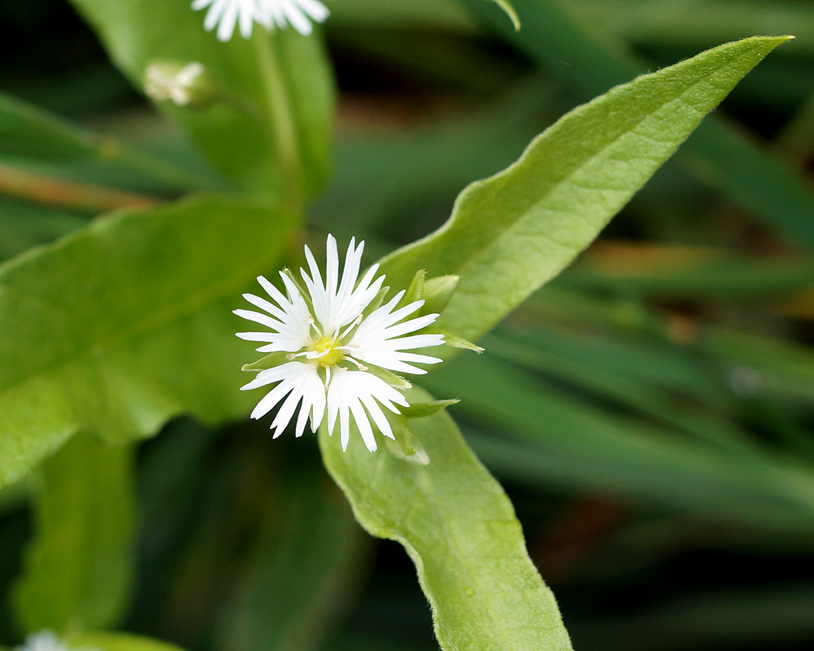 Изображение особи Fimbripetalum radians.