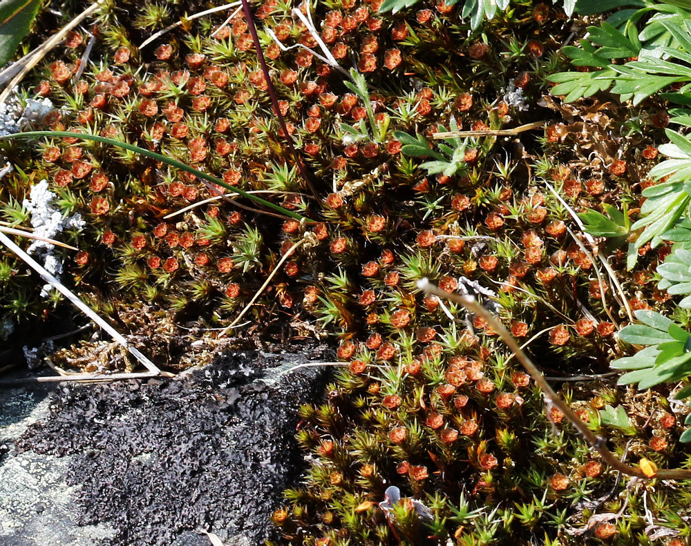 Image of Polytrichum juniperinum specimen.