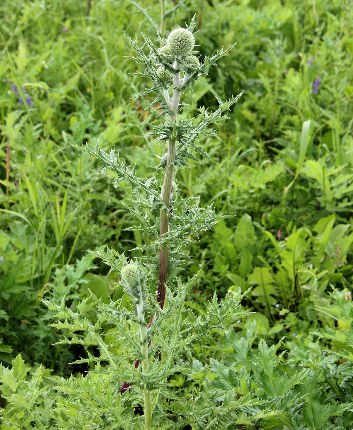 Изображение особи Echinops sphaerocephalus.