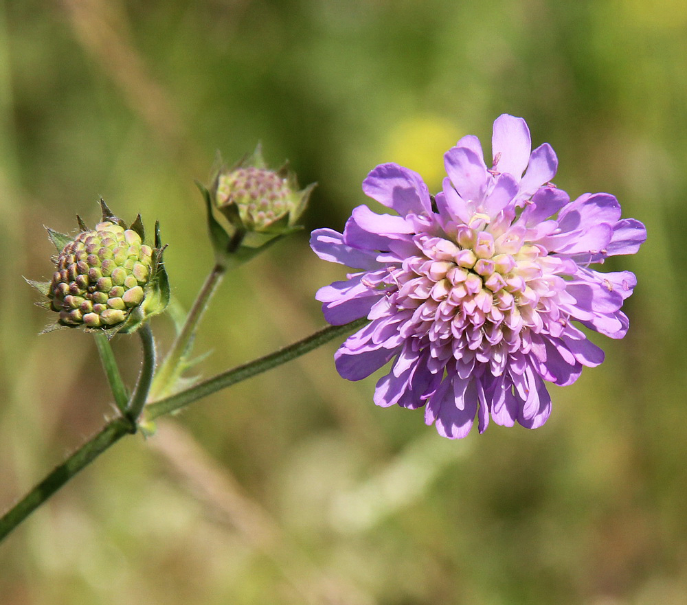 Image of Knautia arvensis specimen.