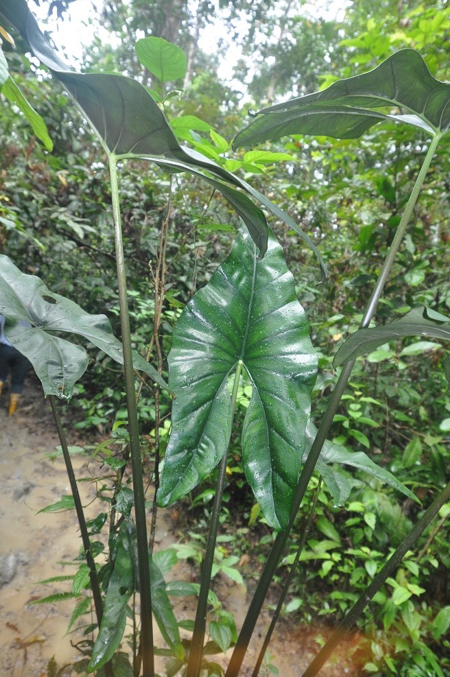 Image of Cyrtosperma merkusii specimen.