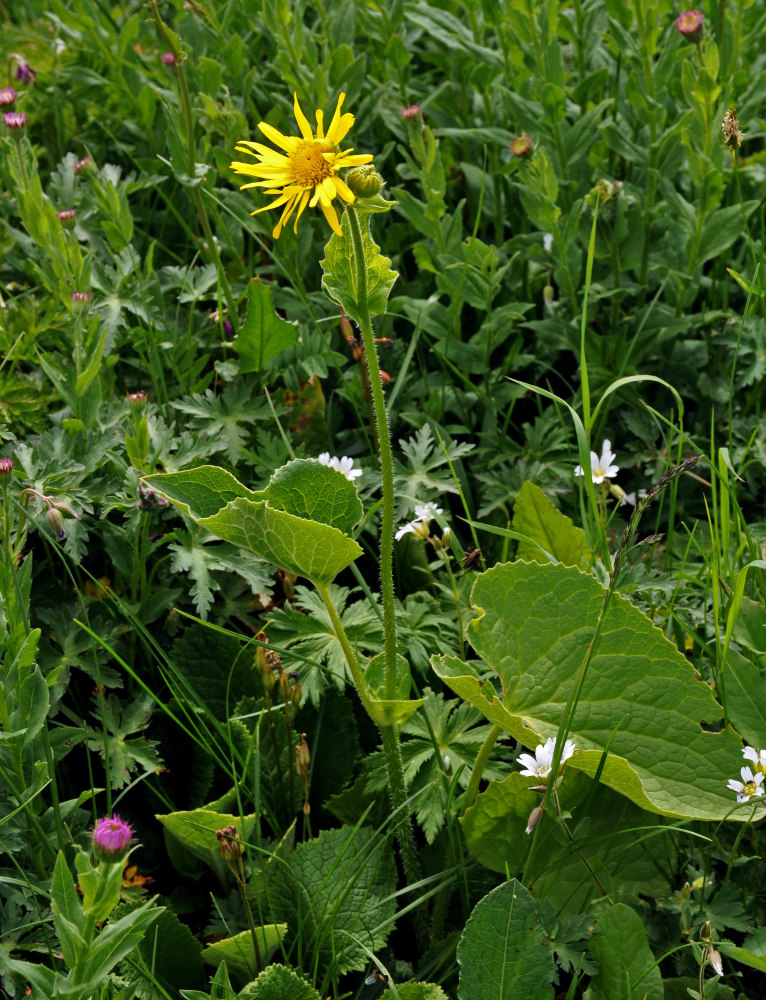 Image of Doronicum macrophyllum specimen.