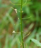 Sisymbrium loeselii