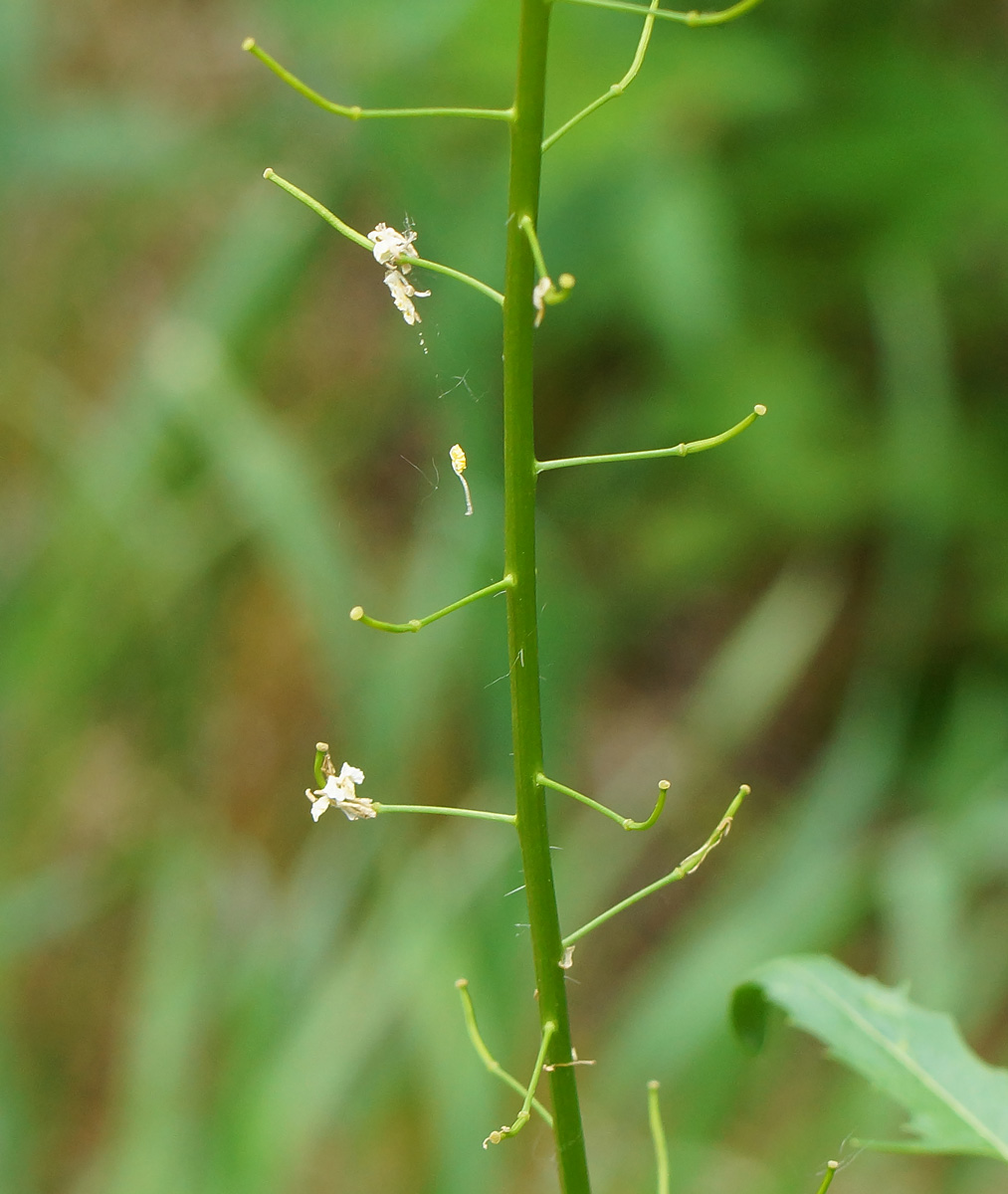 Изображение особи Sisymbrium loeselii.