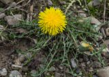 genus Taraxacum