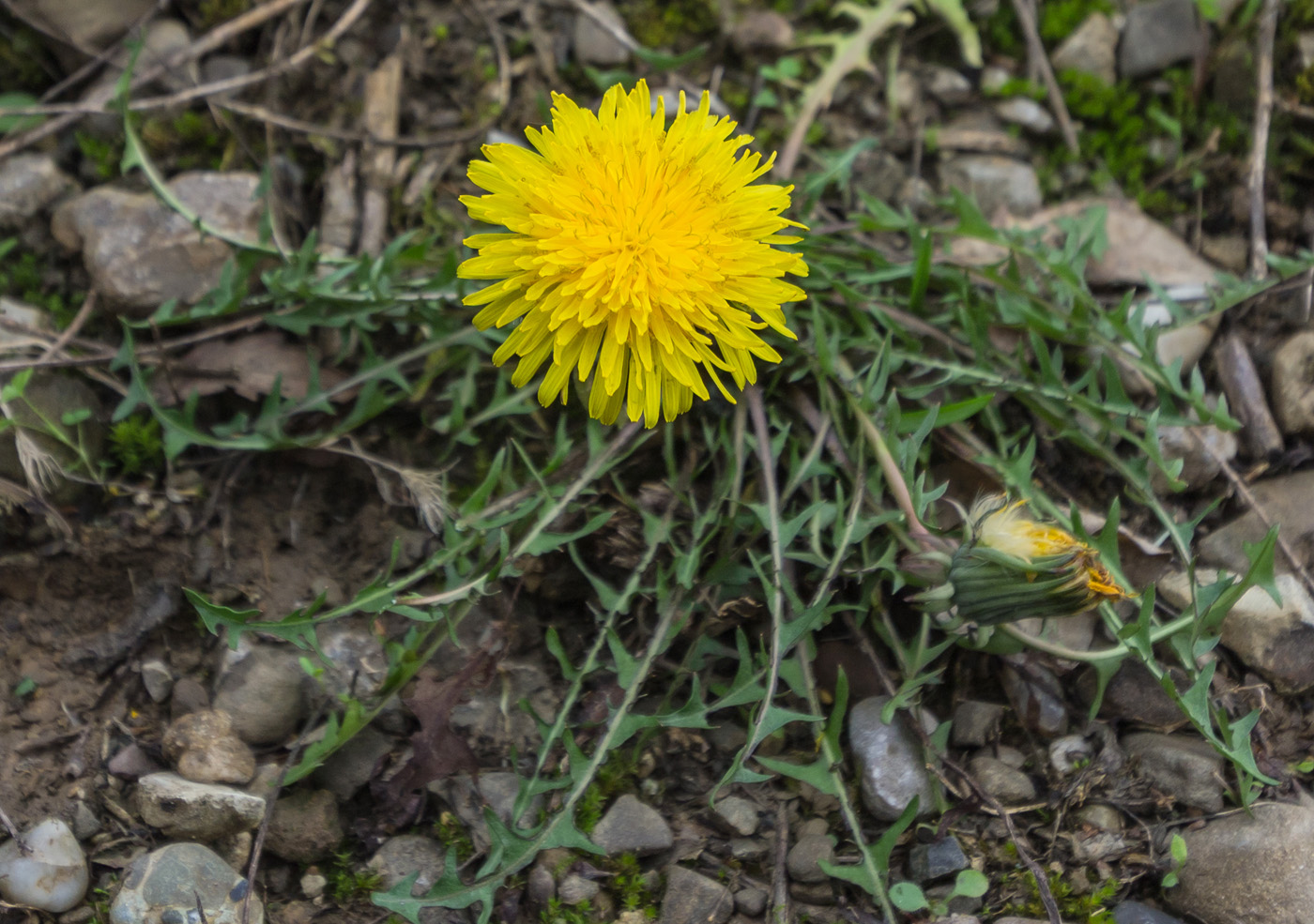 Изображение особи род Taraxacum.