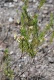 Asclepias linaria