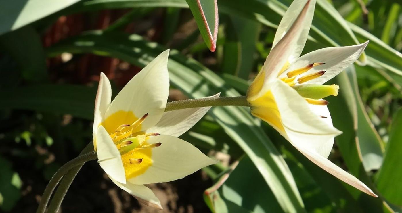 Image of Tulipa bifloriformis specimen.