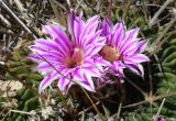 Echinofossulocactus multicostatus