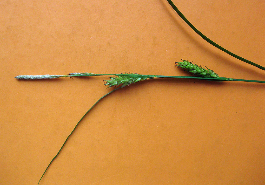 Image of Carex hirta specimen.