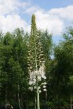 Eremurus robustus. Соцветие с цветками и бутонами. Восточный Казахстан, г. Усть-Каменогорск, Архитектурно-ландшафтный музей-заповедник, в культуре. 02.06.2017.