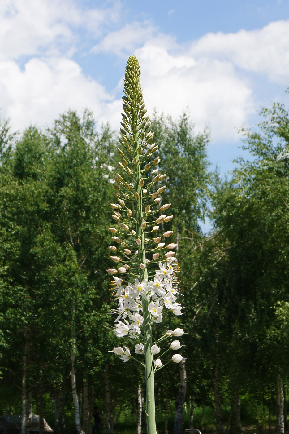 Image of Eremurus robustus specimen.