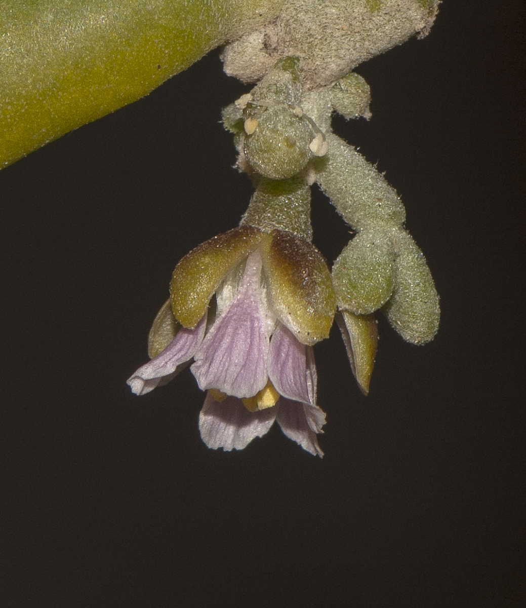 Изображение особи Tetraena fontanesii.