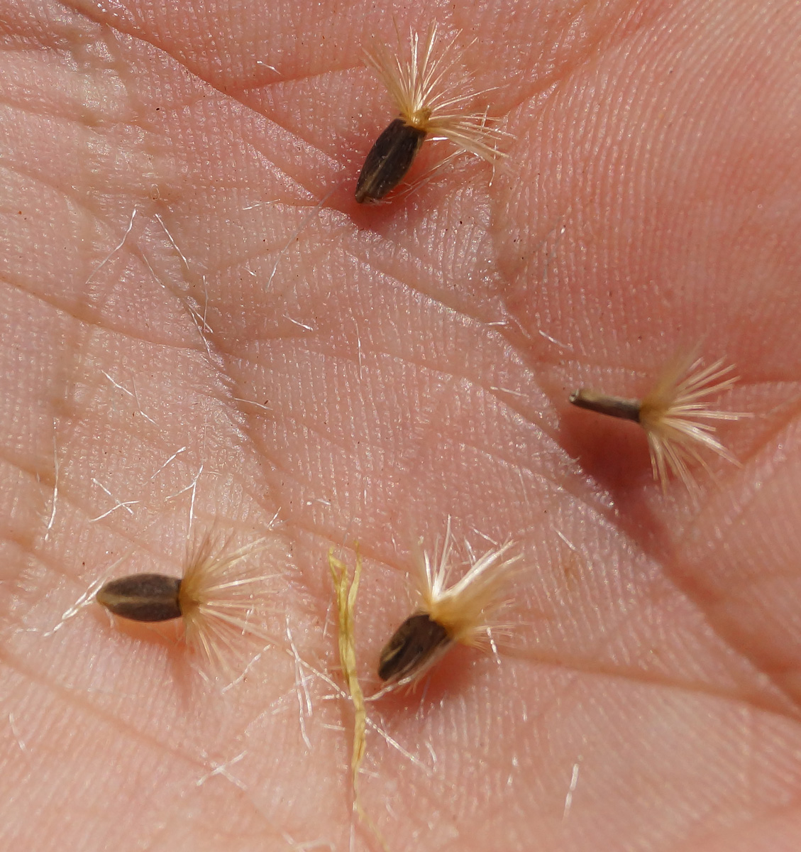 Image of Centaurea orientalis specimen.