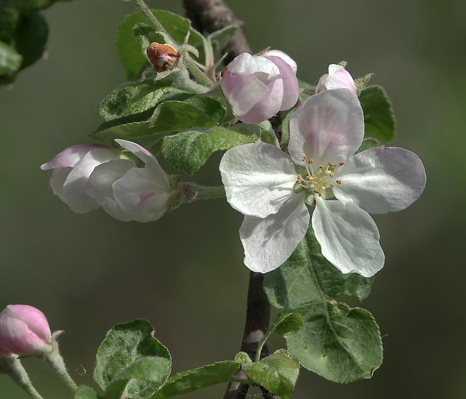 Изображение особи Malus domestica.