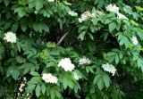 Sambucus nigra. Ветви с соцветиями. Краснодарский край, г. Тихорецк, в культуре. 15.05.2018.