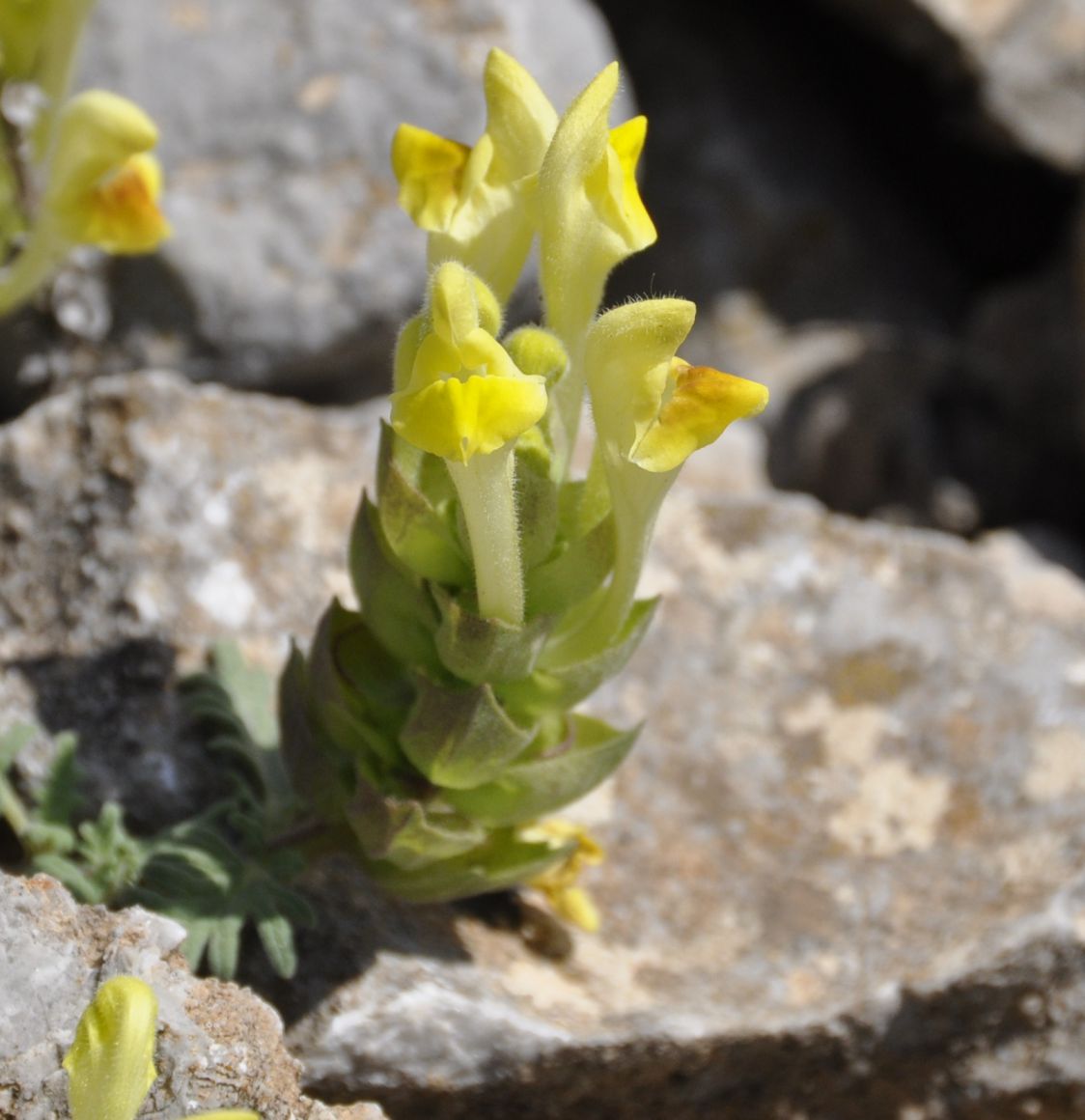 Image of Scutellaria orientalis ssp. pinnatifida specimen.