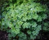 Geranium himalayense