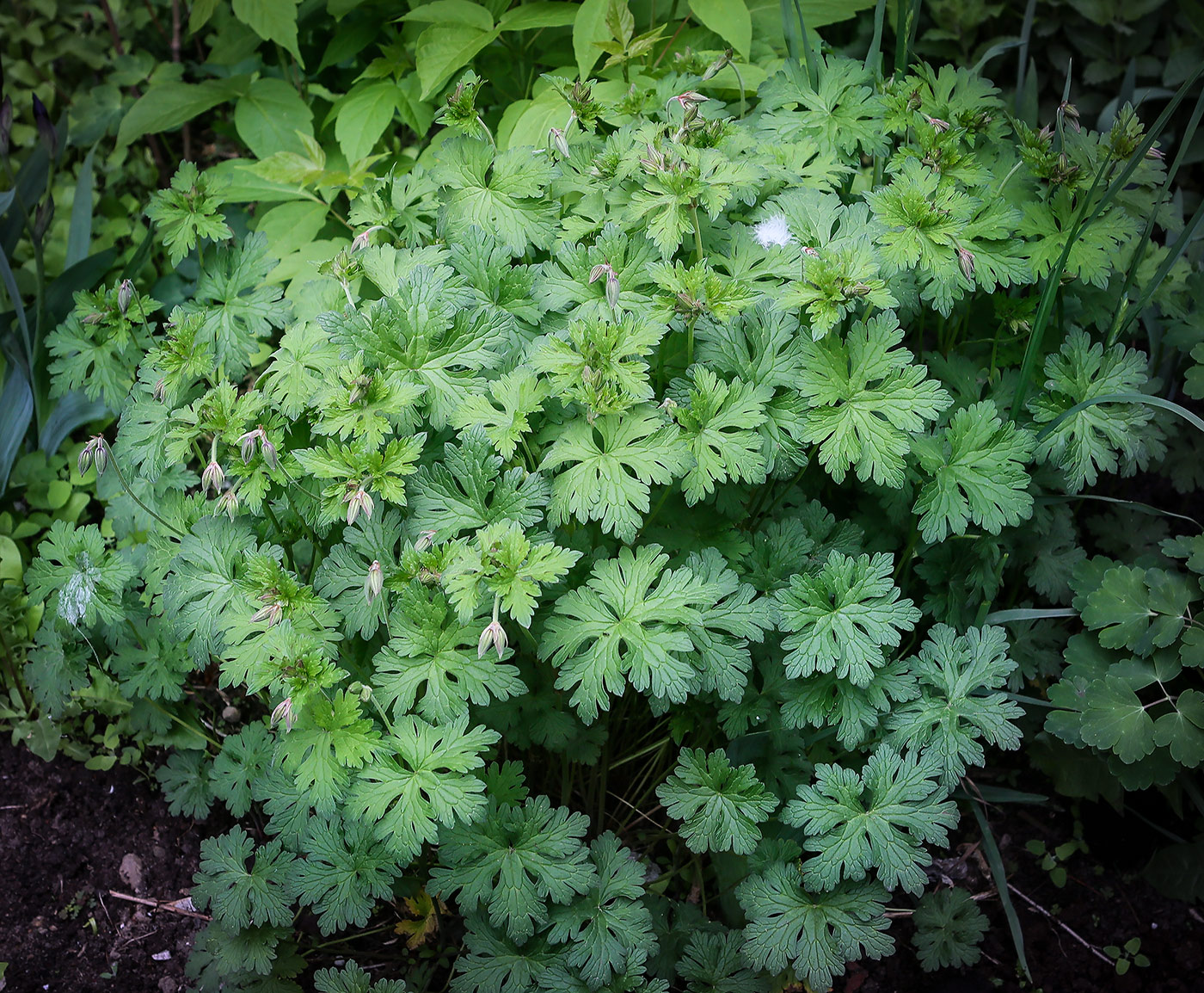 Image of Geranium himalayense specimen.