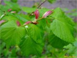 Tilia cordata. Верхушка ветви с молодыми листьями и прилистниками. Украина, Львовская обл., Сколевский р-н, национальный природный парк \"Сколевские Бескиды\", окр. с. Каменка. 26.04.2018.