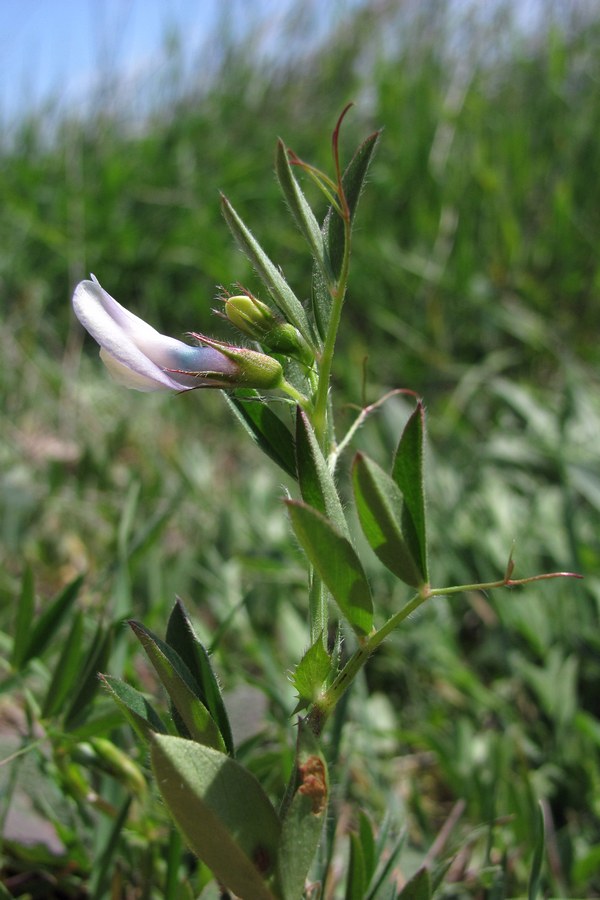 Image of Vicia bithynica specimen.