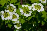 Viburnum opulus