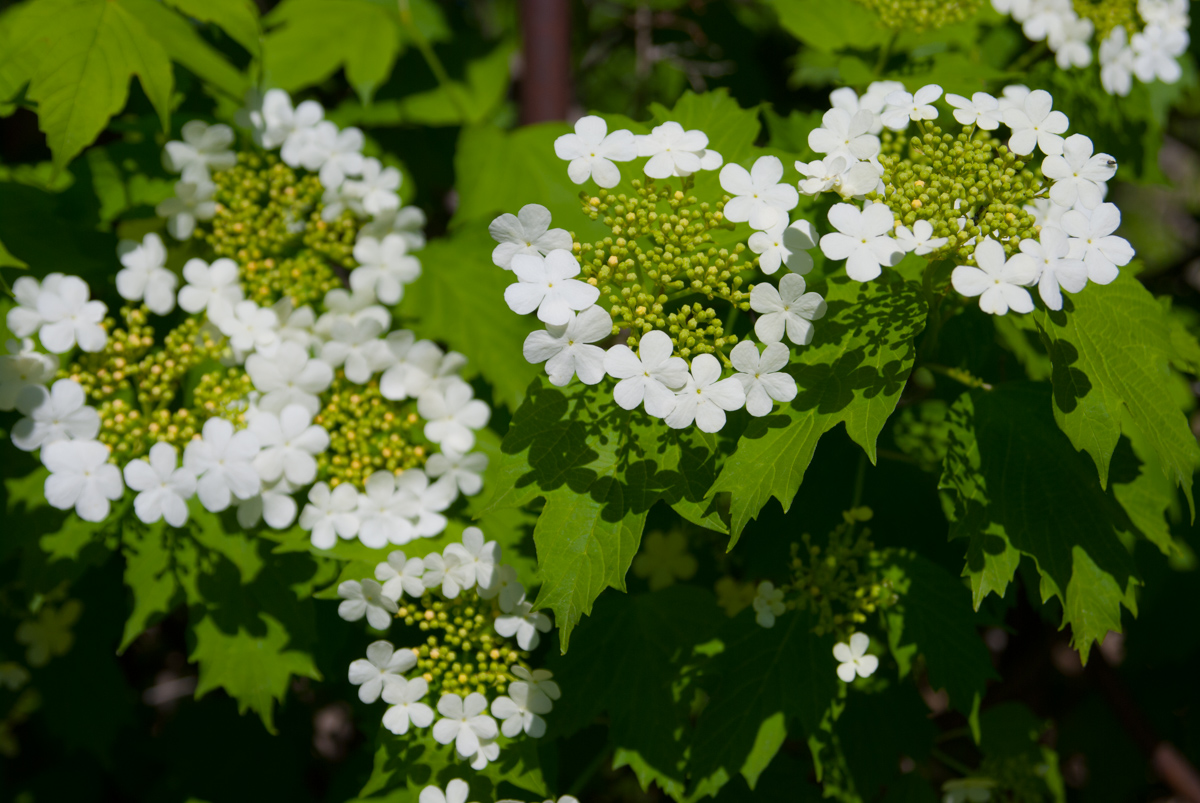 Изображение особи Viburnum opulus.