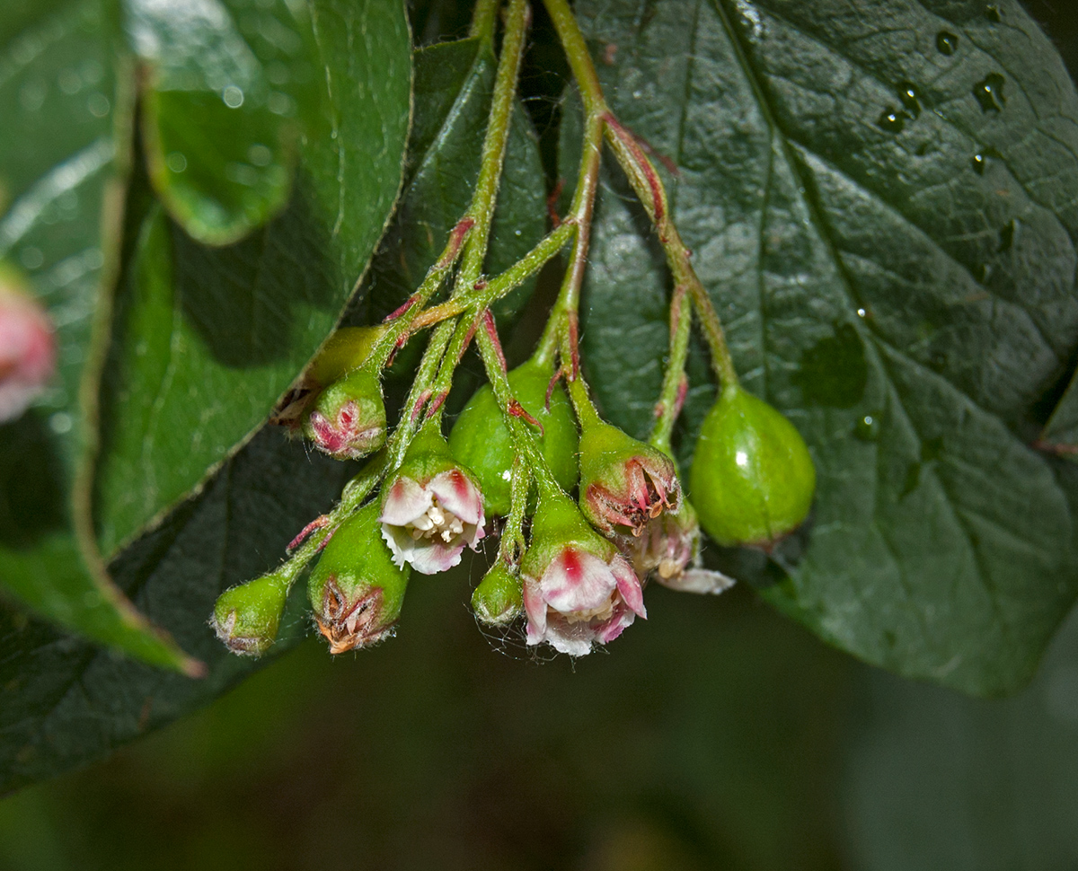Image of Cotoneaster lucidus specimen.