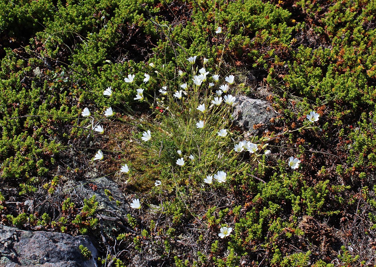 Изображение особи Cerastium glabratum.