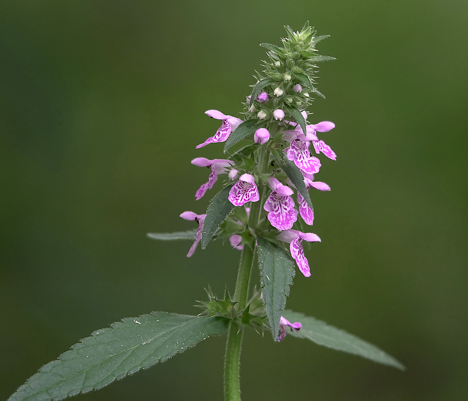 Изображение особи Stachys palustris.