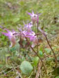 Calypso bulbosa