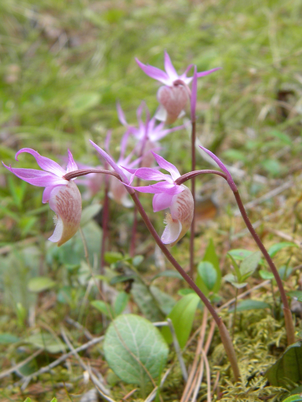 Изображение особи Calypso bulbosa.