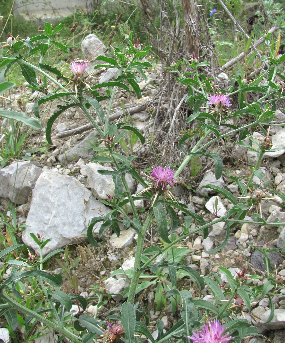 Image of Centaurea iberica specimen.