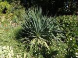 Yucca gloriosa. Вегетирующие растения. Крым, Белогорский р-н, Топловский монастырь, цветник. 12.08.2018.