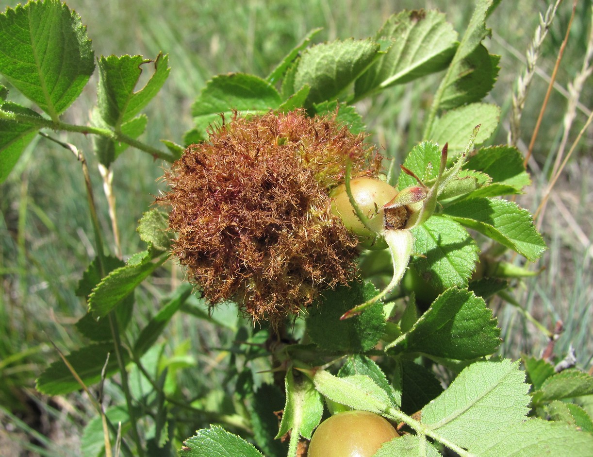 Image of Rosa pulverulenta specimen.