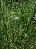 Stellaria graminea. Верхушка цветущего растения. Нидерланды, провинция Drenthe, национальный парк Drentsche Aa, окр. деревни Schipborg, влажный ситниковый луг в прибрежной зоне небольшого озера. 7 июня 2008 г.