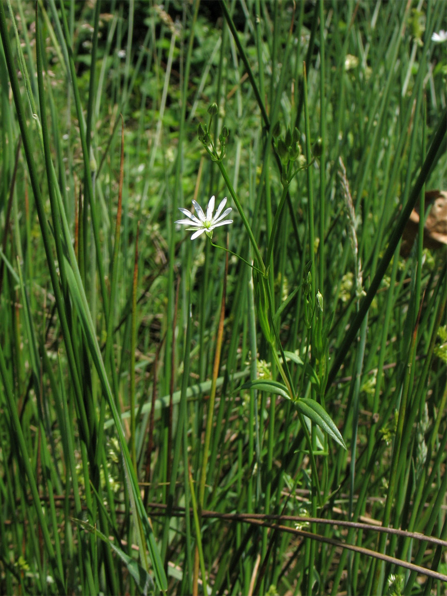 Image of Stellaria graminea specimen.