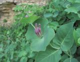 Lonicera caprifolium