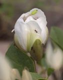 Capparis herbacea