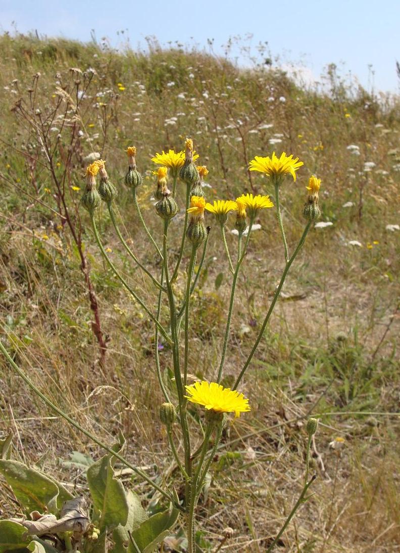 Image of Crepis ciliata specimen.