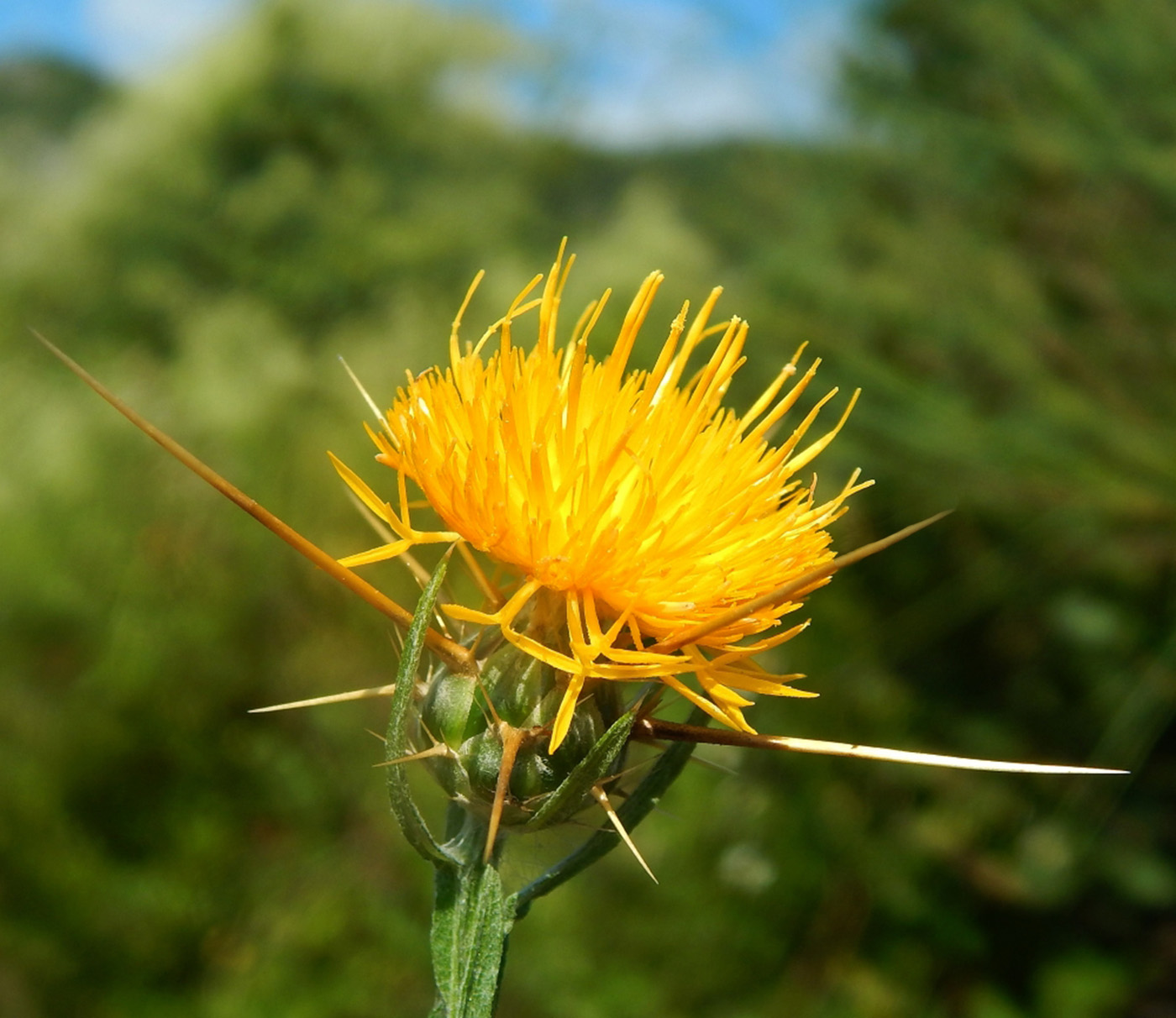 Image of Centaurea solstitialis specimen.