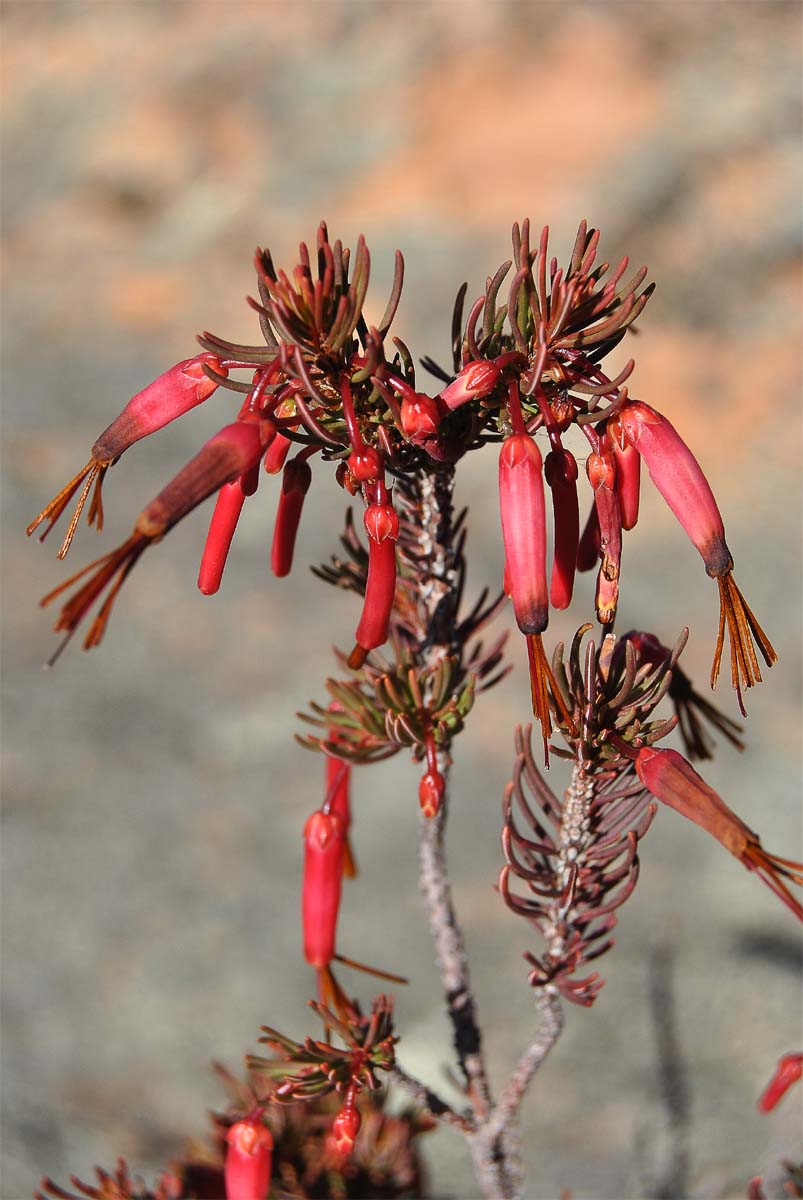 Image of Erica plukenetii specimen.