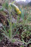 Onosma irritans. Цветущее растение. Кыргызстан, Иссык-Кульская обл., Внутренний Тянь-Шань, хр. Терскей-Ала-Тоо, ущ. Джеты-Огуз в р-не устья р. Телеты Западная, 2650 м н.у.м., травянисто-кустарниковый склон. 15.05.2018.
