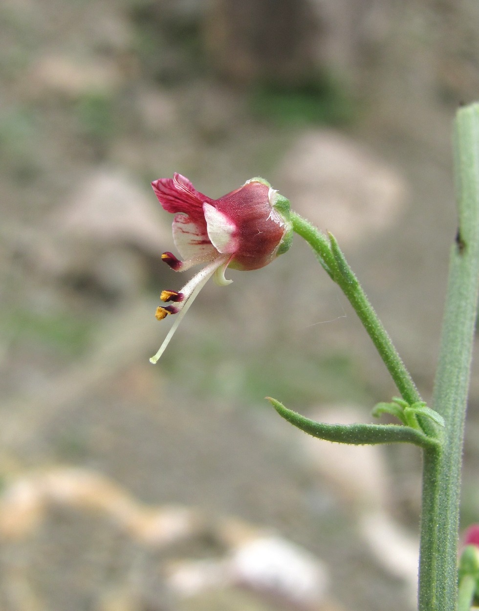 Image of Scrophularia variegata specimen.