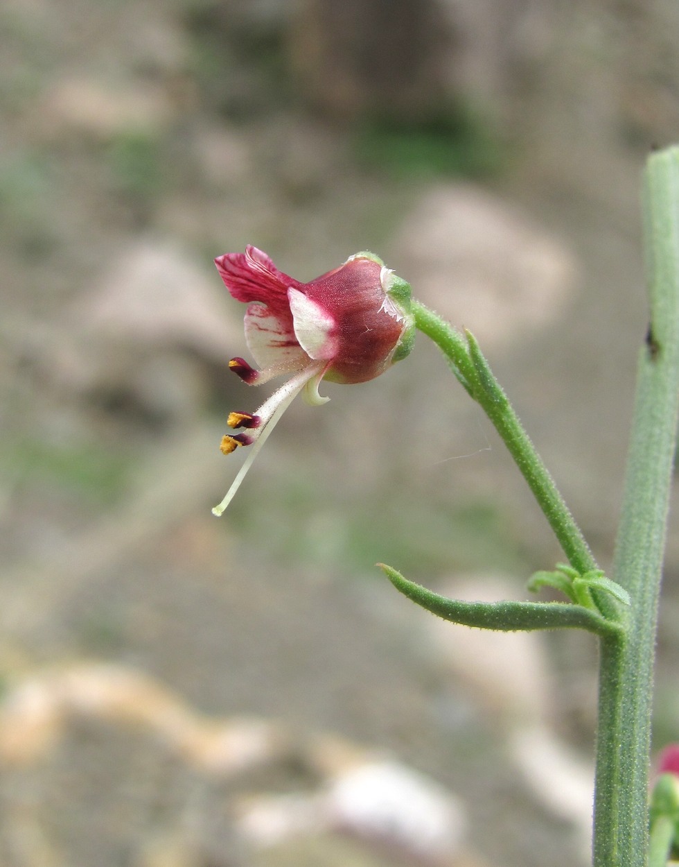 Изображение особи Scrophularia variegata.